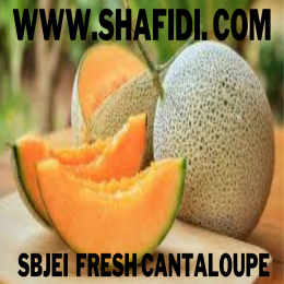 FRESH CANTALOUPE